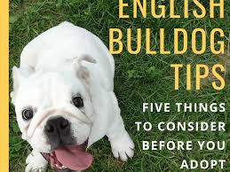 Best rated dog food for english bulldogs reviewed. 5 Things To Consider Before Owning An English Bulldog Pethelpful By Fellow Animal Lovers And Experts