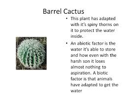 Indeed, it's the photosynthetic products that are behind a barrel cactus' successful life support activities. Barrel Cactus This Plant Has Adapted With It S Spiny Thorns On It To Protect The Water Inside An Abiotic Factor Is The Water It S Able To Store And How Ppt Video