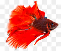In the wild, betta fish often jump out of the water for food, such as mosquitoes. Siamese Fighting Fish Png Fish Fishing Fight Fishes Fishing Rod Koi Fish Fishing Net Fighting Aquarium Fish Jumping Fish Fish Aquarium Cleanpng Kisspng