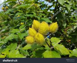 Image result for Bixaceae