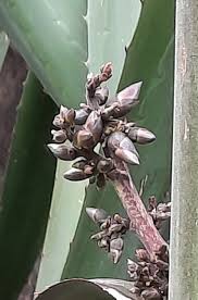 Image result for Beschorneria sp. (Biegel 5357)