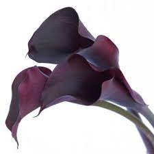 Maybe you would like to learn more about one of these? Deep Purple Chocolate Wedding Mini Calla Lily 250 These Are Beautiful Calla Lily Purple Calla Lilies Mini Calla Lilies