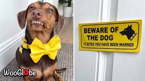 Safetysign.com's vast variety of signs include funny no trespassing signs, comedic guard dog signs, and general grouch signs for businesses and homes. Funny Beware Of Dog Sign Best Viral Videos Youtube