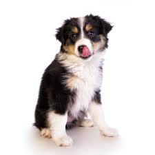 His price is $1095 plus shipping. Miniature Australian Shepherd Puppies For Sale Height 13 To 18 Inches Weight Miniature Australian Shepherd Australian Shepherd Puppies Dog Breeds Medium