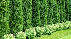 And i am pretty basic in the garden. Top 10 Beautiful Plants You Can Grow Instead Of A Fence
