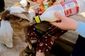 How To Bottle Feed A Goat
