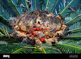 Image result for Cycas