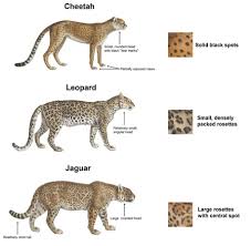 Our wild cats 101 blog series is here to answer all your wild cat questions and curiosities. Cheetah Vs Leopard Vs Jaguar 9gag