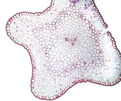 Image result for Psilotum