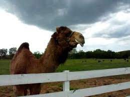 — как можно заставить медведя летать? Camel Making Noises Youtube
