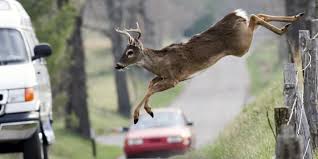 We did not find results for: Oh Deer It S Peak Season For Deer Car Collisions Farm Bureau Financial Services