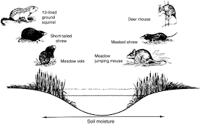 Ornithorhynchus Anatinus An Overview Sciencedirect Topics Have you always wished you could draw a platypus? ornithorhynchus anatinus an overview