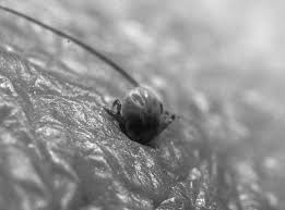 In this case report, we present our experience. Larval Amblyomma Testudinarium Attached To The Scrotum Download Scientific Diagram