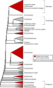 Image result for Diplolophium