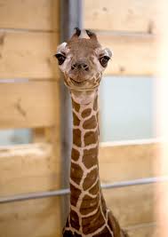 For one, it helps a giraffe to obtain food. Como Zoo Welcomes Gulp 6 4 Baby Giraffe Como Zoo Conservatory