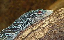 Monitor Lizard Wikipedia The Free Encyclopedia Monitor Lizard Desert Animals Lizard