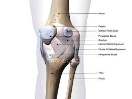 The tibia and fibula bones make up the anatomical leg, which is the area between the knee and ankle.these bones are classified as long bones, and the are par. Knee Joint Bones And Connective Tissues Labeled On White Background Close Up Horizontal Stock Photo 200637076