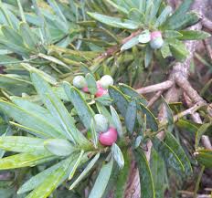 Image result for Afrocarpus usambarensis