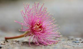 Maybe you would like to learn more about one of these? Native Birth Flowers Austraflora