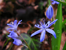 Image result for Scilla benguellensis