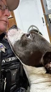 We've had this dog in our kennel for a week and he has gone unclaimed. He  was likely abandoned. We do not know his history of care or how he behaves  with