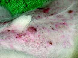 Your stomach is located on the left side of your body in your upper abdominal cavity. Comparative Oncology Of Skin Cancer Oncohema Key