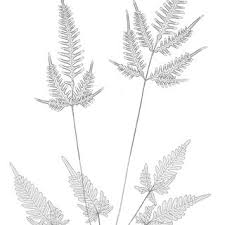 Image result for Pteris similis