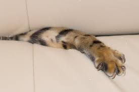 Make the post more inviting by rubbing catnip or spray catnip oil onto the post. Train Your Cat To Stop Scratching Your Couch In 7 Days Or Less