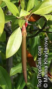 Image result for Bruguiera