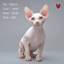 Sphynx cat price range. Hairless cat cost. Where to buy ...