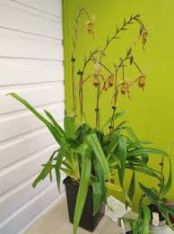 Image result for Cynorkis brevicalcar