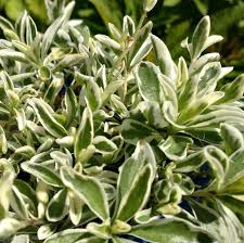 Image result for Arabis