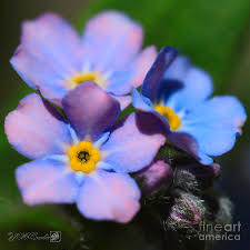 The purple forget me not is most often used to show respect and recognition for the armenian genocide. 19 Alpine Forget Me Not Ideas Forget Me Not Forget Flowers