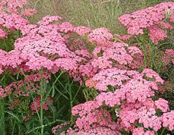 Enjoy the summer with blooming perennials! Summer Flowering Plants