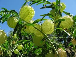 Full Size Picture Of Swan Plant Balloon Plant Cotton Bush Oscar Hairy Balls Giant Swan Milkweed I Gomphocarpus Physocar Plants Butterfly Plants Milkweed