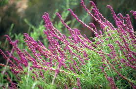 We did not find results for: 8 Fall Blooming Native Plants You Ll Love For Adding Late Season Color To Your Garden In 2020 Florida Flowers Florida Plants Fall Blooming Flowers