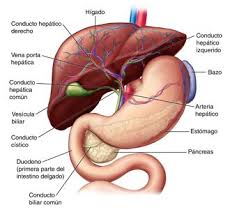 Higado Anatomia Y Funciones Liver Anatomy Human Anatomy And Physiology Medical Anatomy