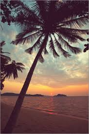 Tropical palm trees beach ocean view fake window poster. Tropical Beach Posters And Prints Posterlounge Com