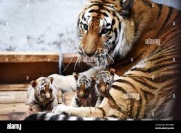 Image result for 5839471998 china