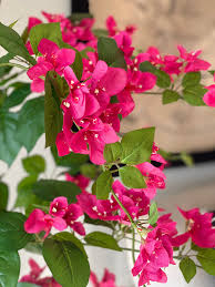 Image result for Bougainvillea