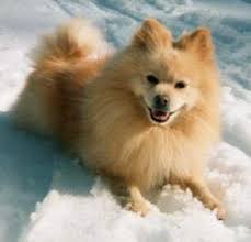 Pomeranian Black American Eskimo Dog American Eskimo Dog Vs Pomeranian Dog Vs Dog Which Is Better American Eskimo Dog Pomeranian Dog American Eskimo