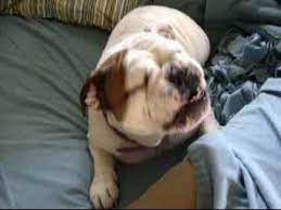 Farting English Bulldog Ruby Youtube