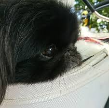 Black And White Pekingese Puppies Cutest Black Pekingese With Images Pekingese Dogs Pekingese Pekingese Puppies