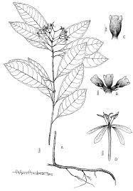 Image result for Ixora kalehensis