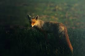 Sweetd3lights By Sina Pezeshk Photographic Print Fox Animals