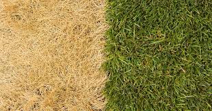 It will not burn your lawn or cause yellow spots. How To Bring Your Lawn Back To Life In 5 Simple Steps