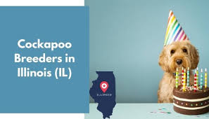 Cockapoo for sale in minnesota. 12 Cockapoo Breeders In Illinois Il Cockapoo Puppies For Sale Animalfate