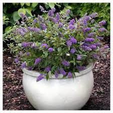 Buddleia Lochinch 1pc Cottage Hill U S D A Hardiness Zone 5 9 Butterfly Bush Dwarf Butterfly Bush Large Plants