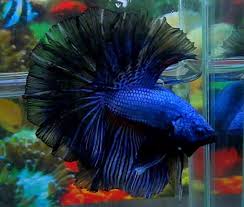 Blue Black Betta Fish Fish Betta