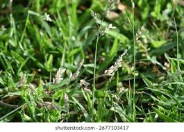 Image result for Eragrostis pilosa